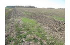 Property photo 3 - 60 Acres Productive Tillable Land